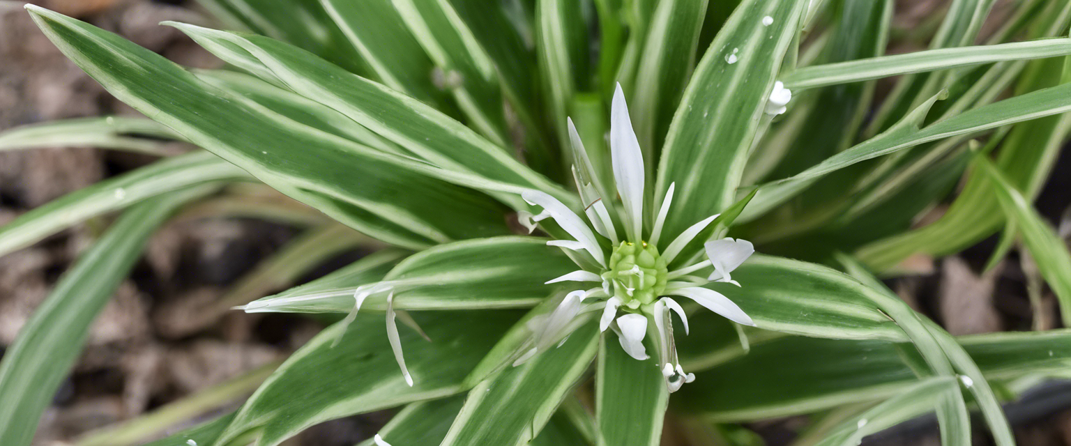 Comment bien arroser votre chlorophytum