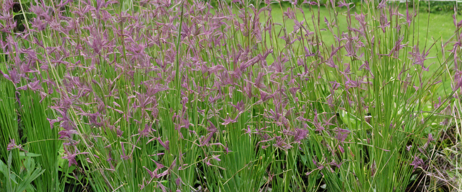 Comment cultiver la plante Molinie dans votre jardin