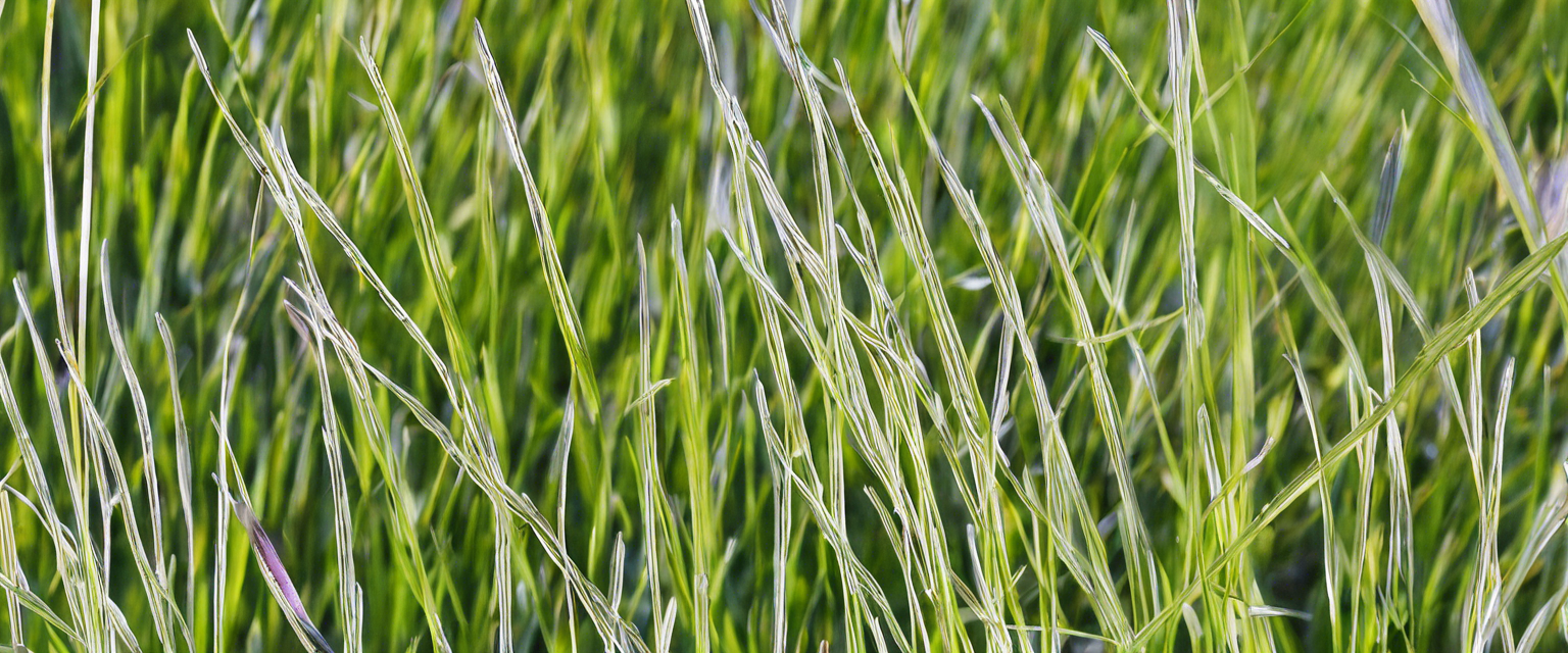 Découvrez les propriétés étonnantes de la plante Molinie