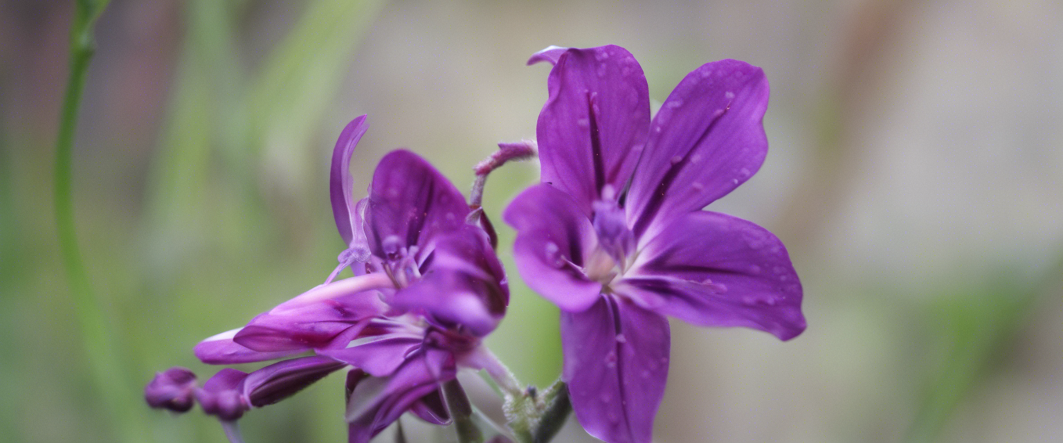 Guide de taille du lilas : quand et comment tailler pour favoriser la floraison