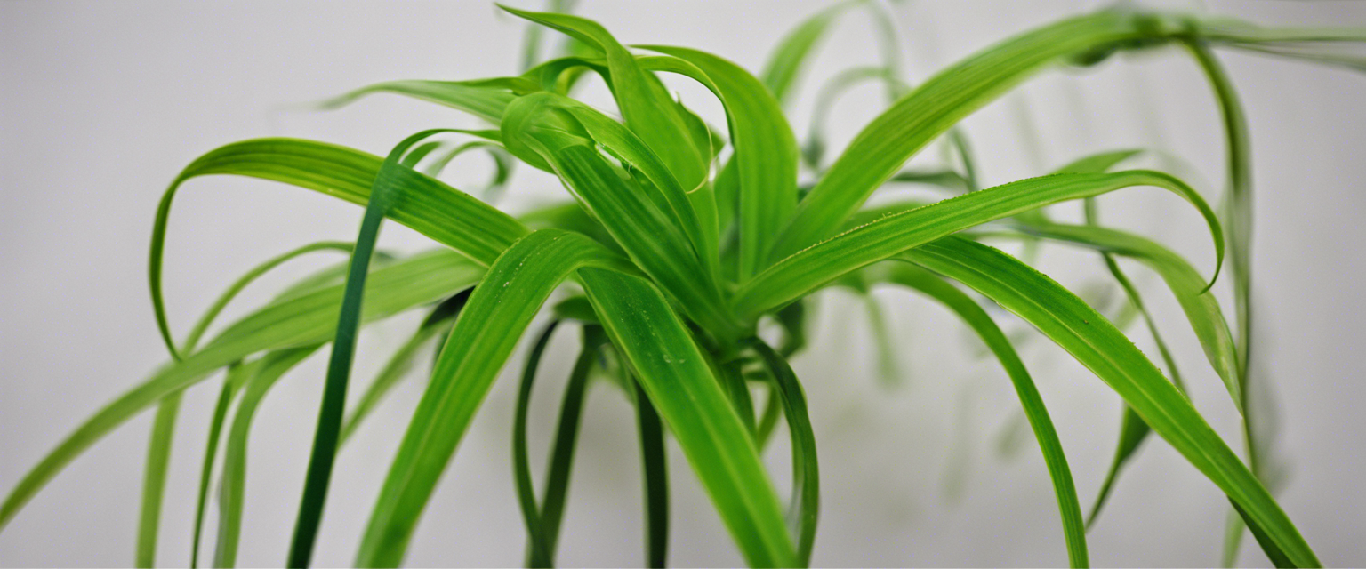 Guide pour rempoter un chlorophytum