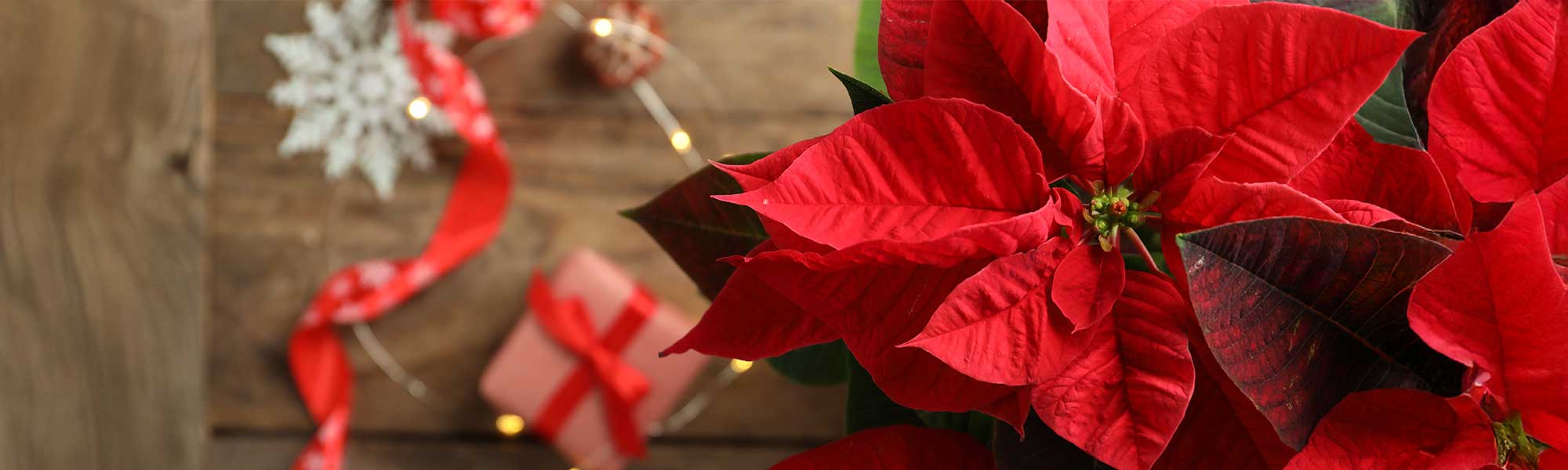 Les Plantes de Noël : Une Touche Naturelle et Festive pour Votre Maison