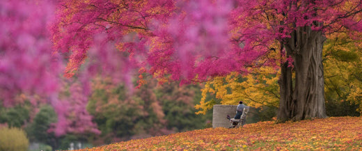 Admirer les couleurs automnales de l'arbre de Judée