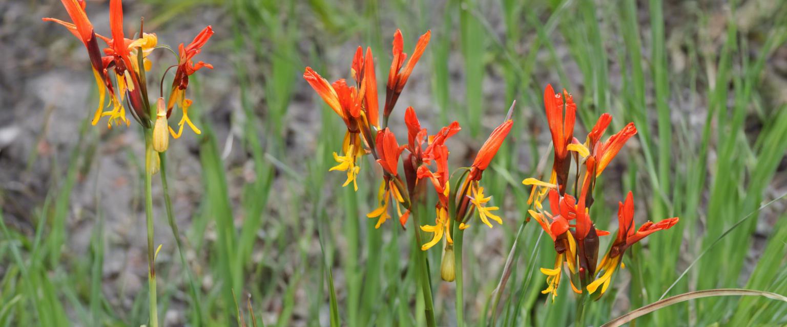 Comment cultiver des bulbes de Crocosmia