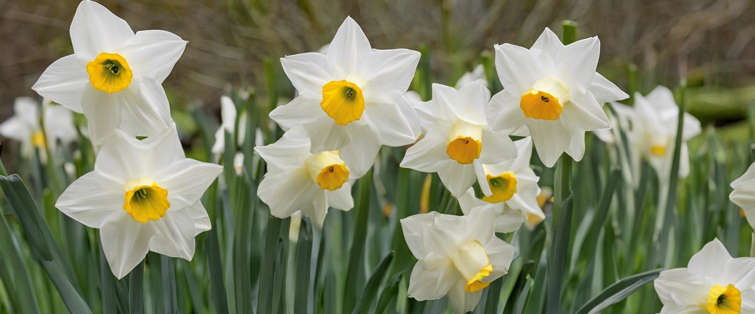 Comment multiplier les bulbes de narcisse