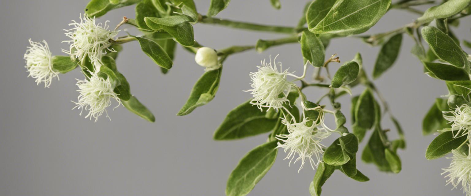 Comment multiplier vos lauriers par bouturage ou semis