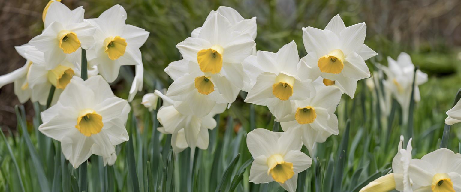 Comment planter des bulbes de narcisse