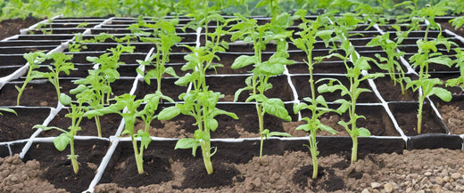 Comment planter des plants de tomate