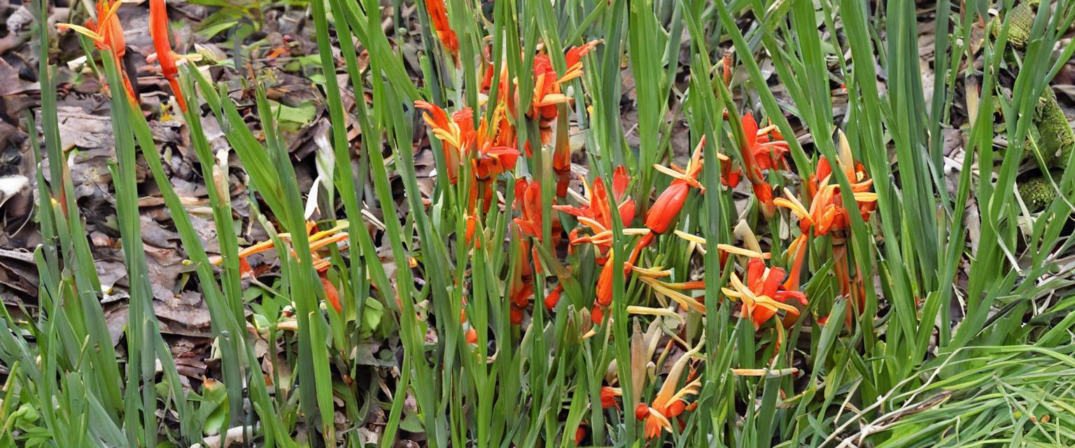 Crocosmia : Guide et Comparatif des Espèces