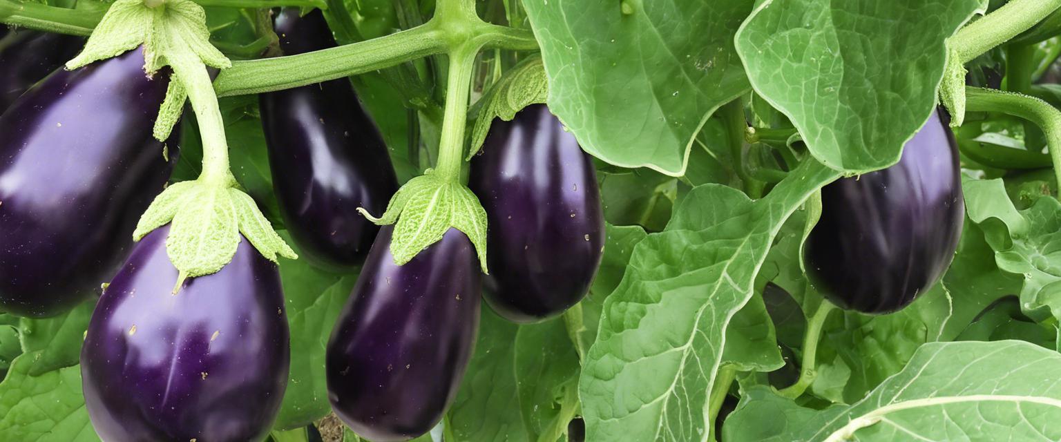 Conseils d'entretien des plantes d'aubergine