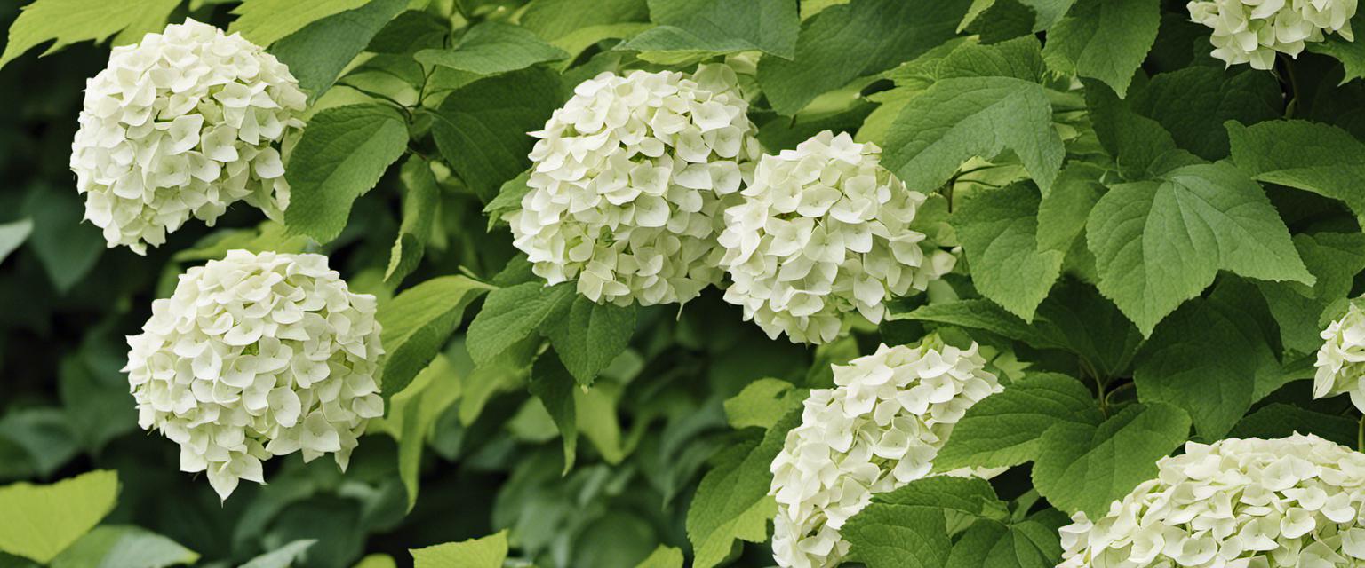 Créez des designs époustouflants avec des hortensias grimpants