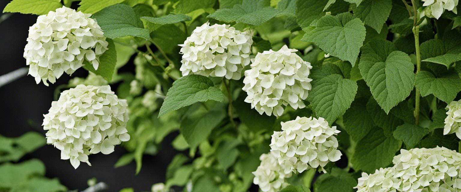 Cultiver des hortensias grimpants dans des pots