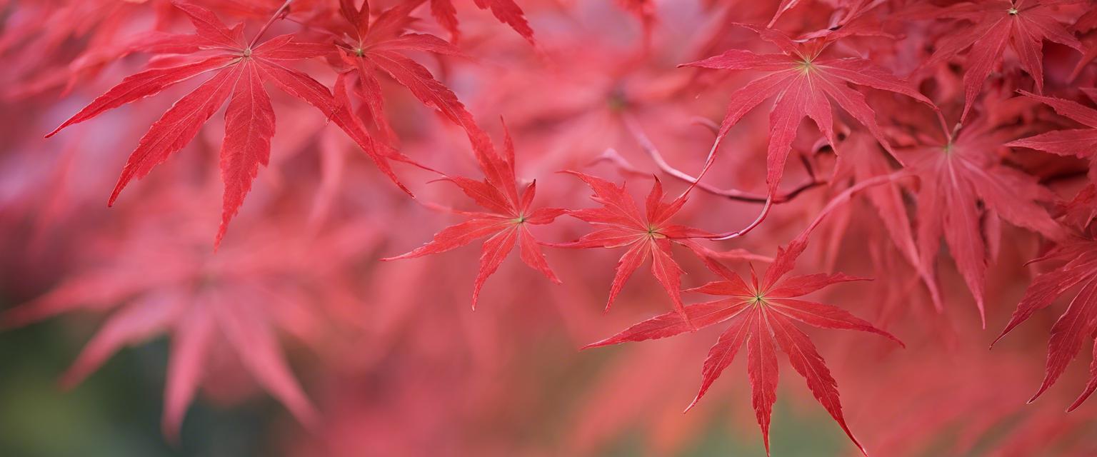 Découvrez les Variétés d'Érable du Japon