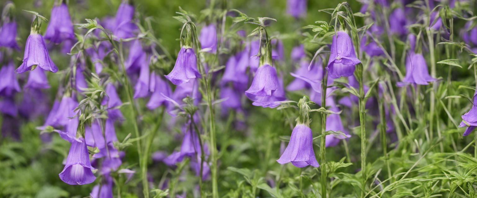 Campanules : Guide et Comparatif des Espèces