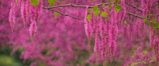 Explorez les différentes variétés d'arbres de Judée