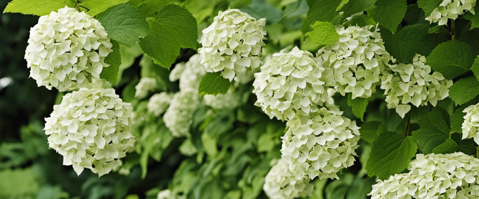 Explorez les différentes variétés d'hortensias grimpants