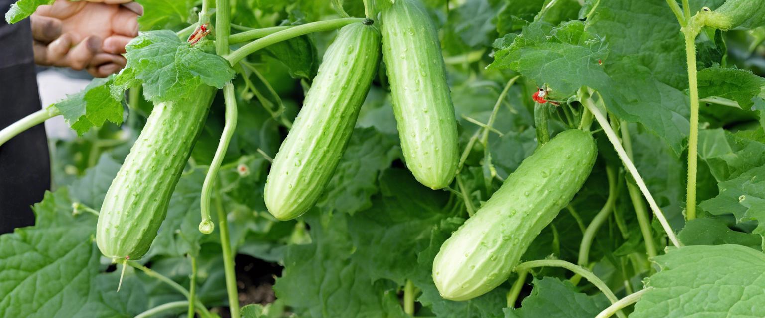 Guide complet pour la plantation réussie de graines de concombre