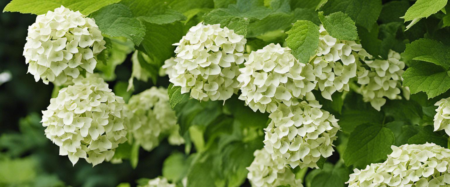 Guide complet pour planter et prendre soin des hortensias grimpants