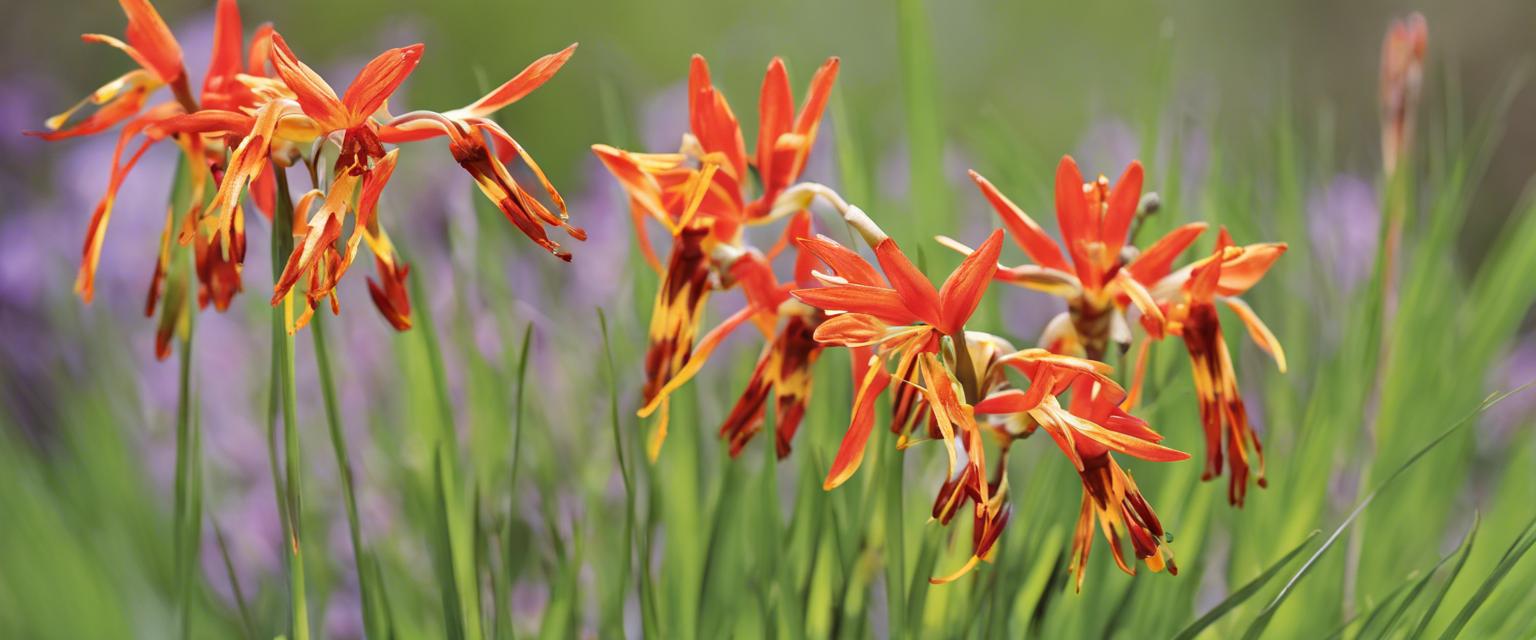 Guide complet sur les bulbes de Crocosmia