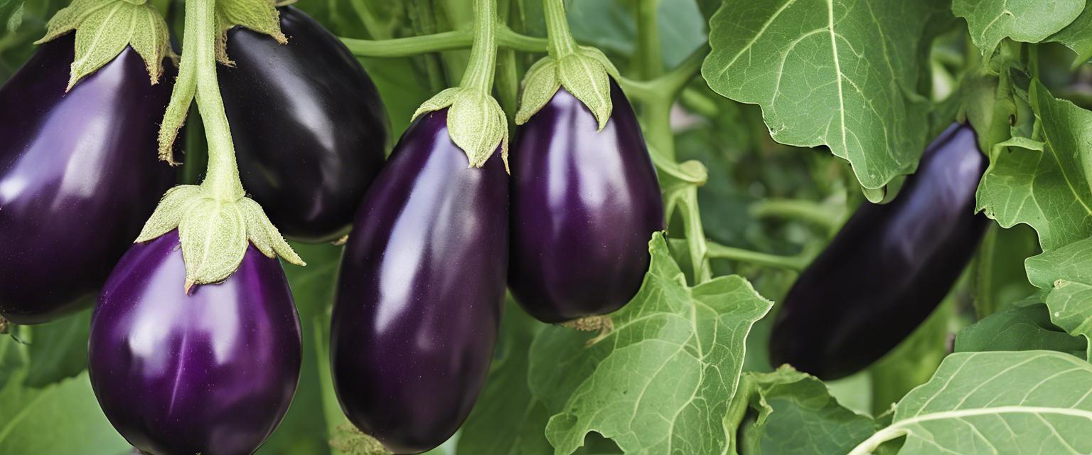 Guide complet sur les plants d'aubergine