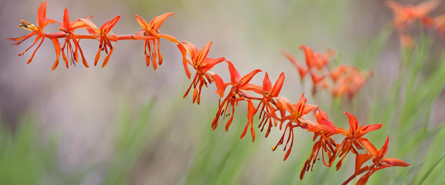 Guide d'entretien des Crocosmia : Comment prendre soin de ces fleurs élégantes