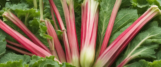 Guide de Culture du Pied de Rhubarbe