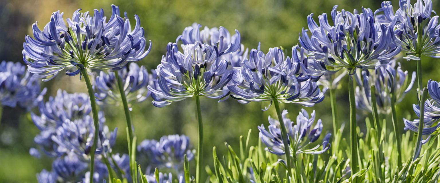 Guide étape par étape pour planter l'agapanthe