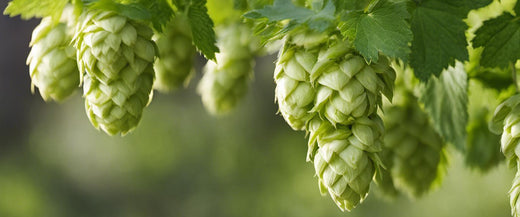 Guide pratique pour cultiver le houblon dans votre jardin