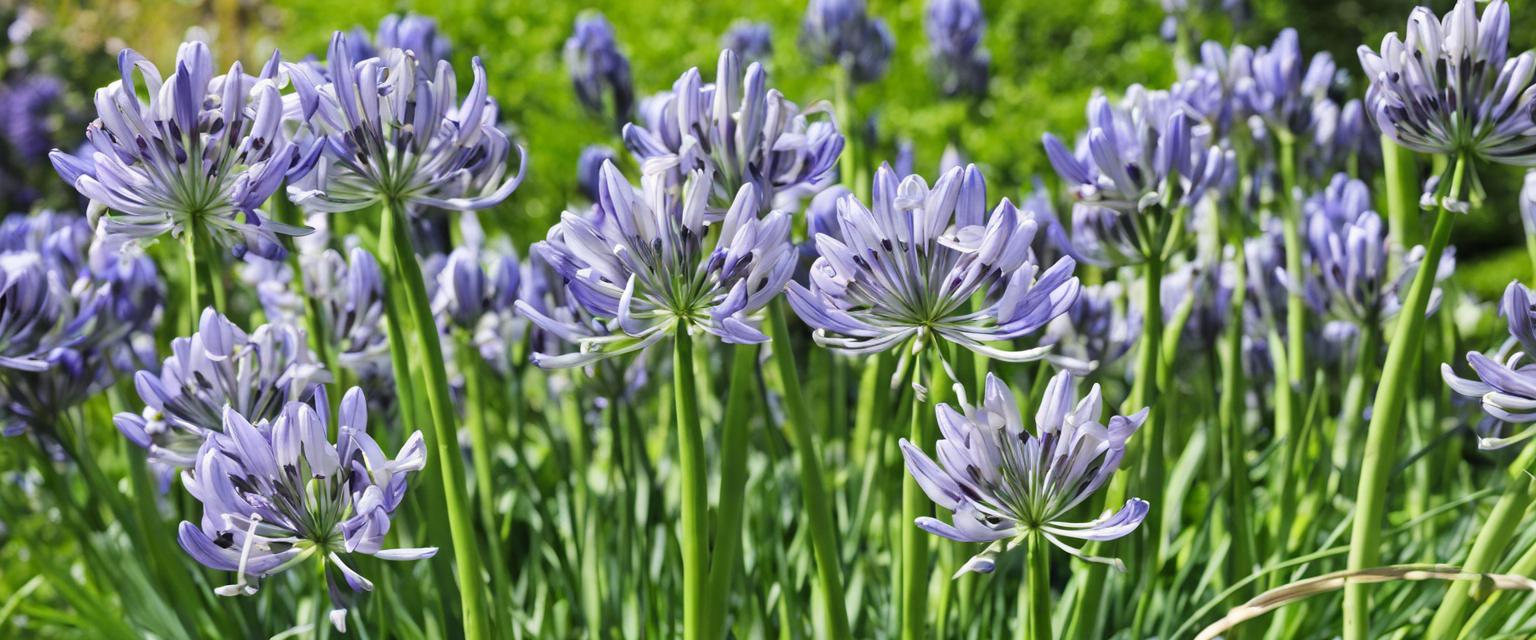 Guide pratique pour multiplier vos bulbes d'agapanthe