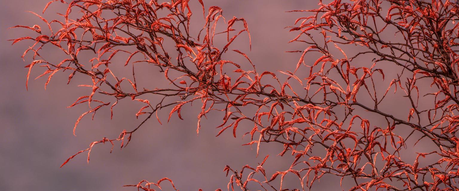 Guide pratique pour tailler un buisson ardent