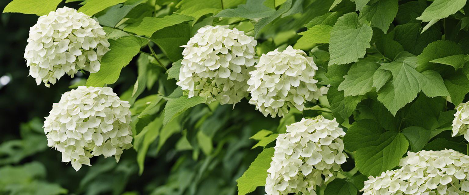 Intégrer les hortensias grimpants dans votre aménagement extérieur