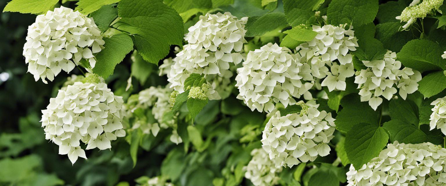 La diversité des fleurs d'hortensias grimpants