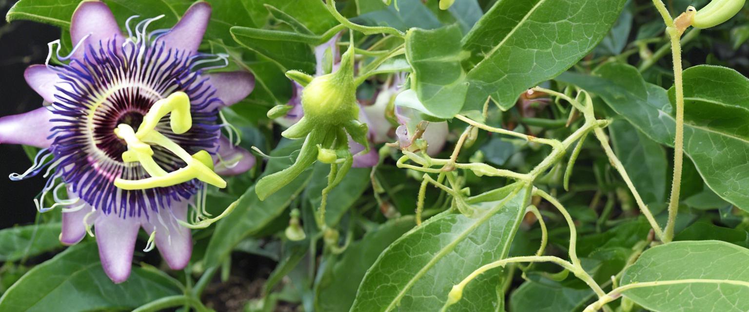 Les Secrets d'une Fertilisation Réussie pour les Passiflores