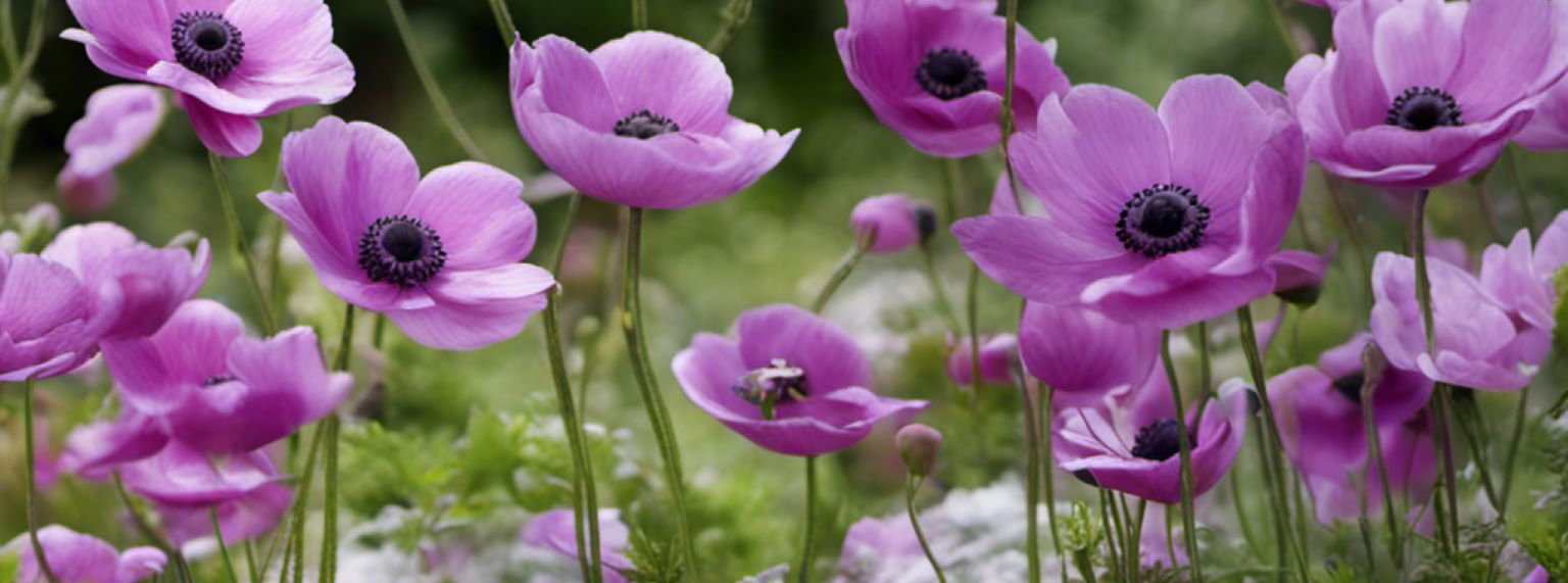 Prendre soin de vos anémones tout au long de l'année