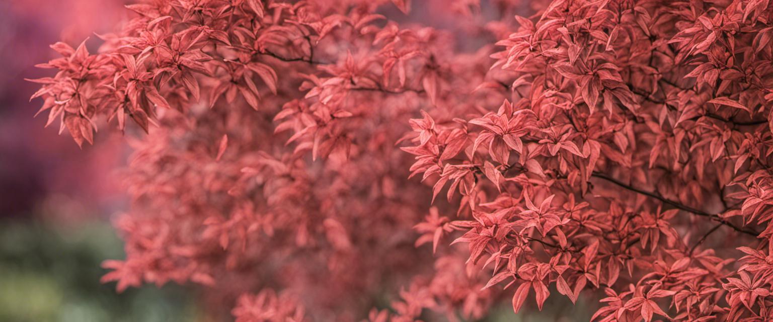 Prendre soin de votre buisson ardent tout au long de l'année