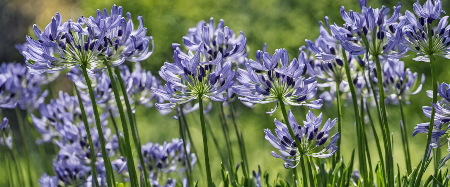 Prenez soin de vos agapanthes pour de magnifiques floraisons