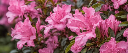 Préparer vos azalées pour l'hiver