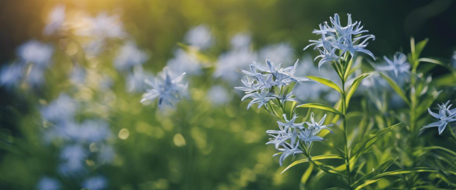 Que faire si l'amsonie ne fleurit pas ?