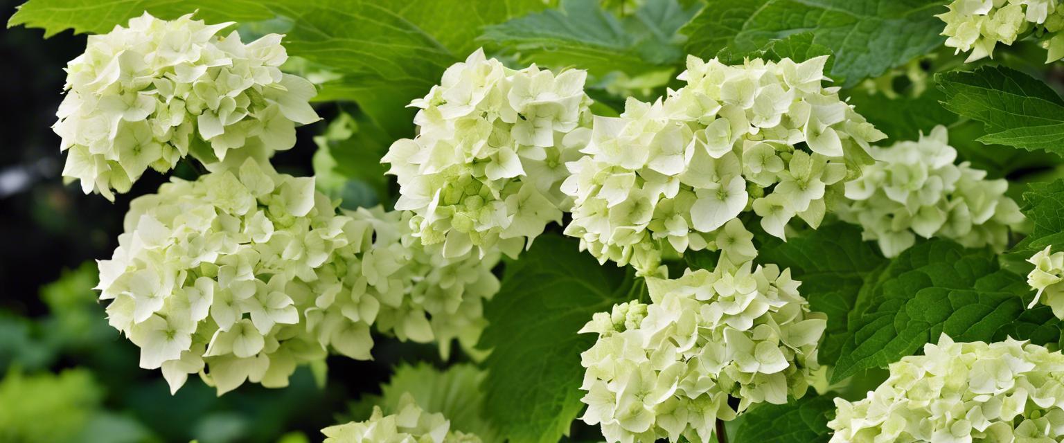 Tout sur l'Hortensia à Feuilles de Chêne: Variétés, Soins et Astuces