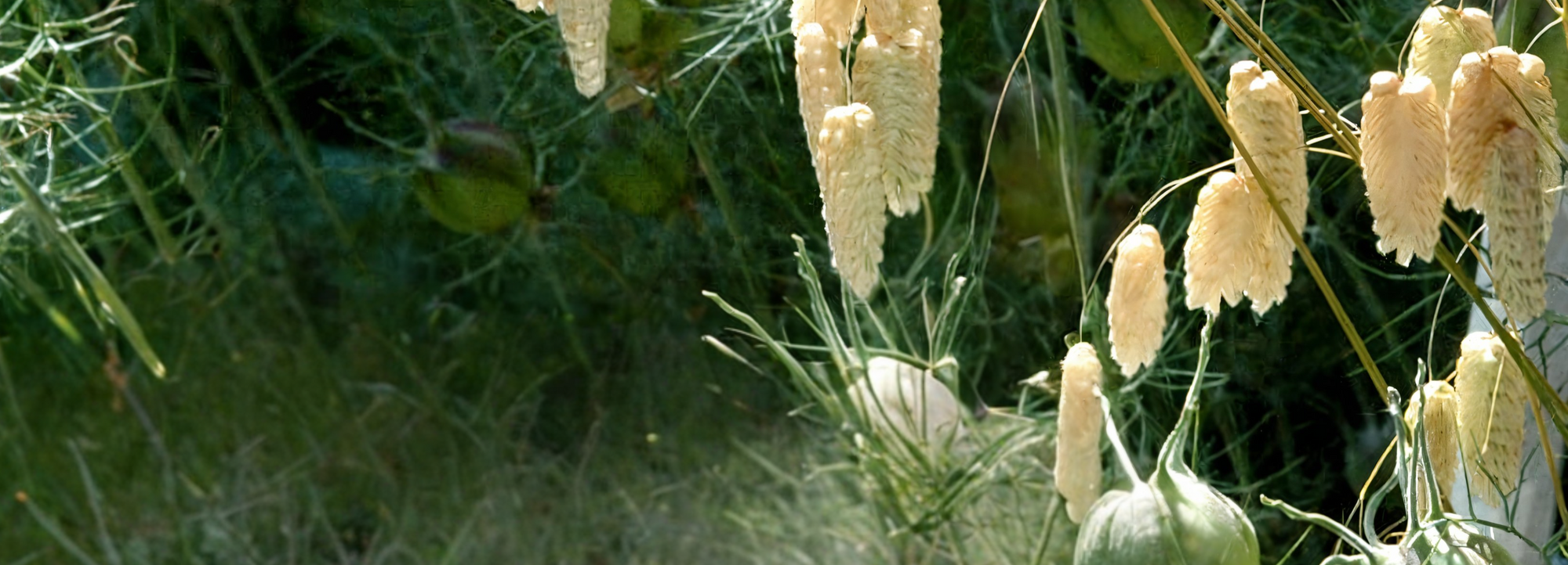 brize : Guide et Comparatif des Espèces