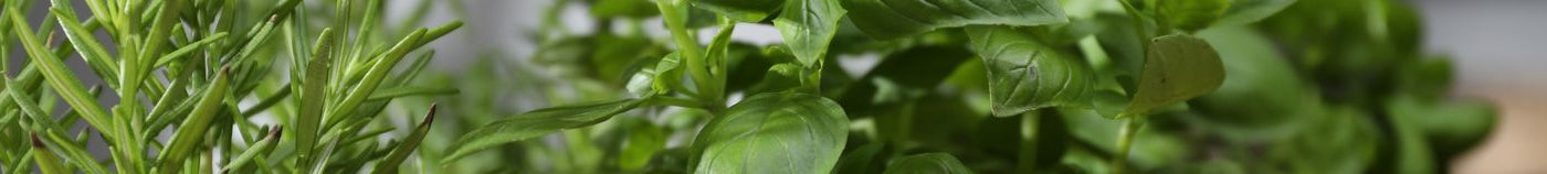 Herbes aromatiques d’intérieur