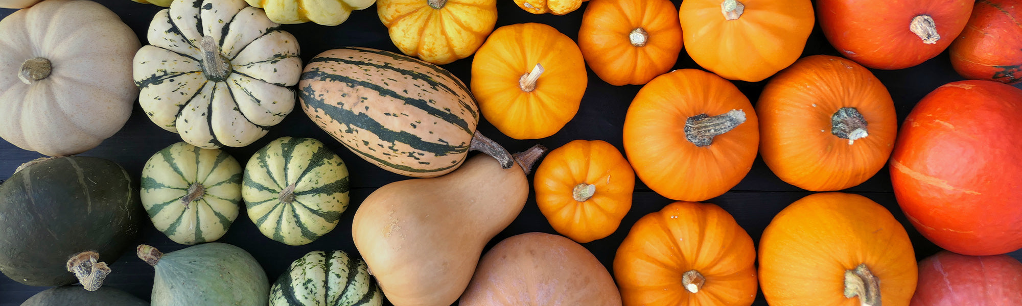 Plants de courges