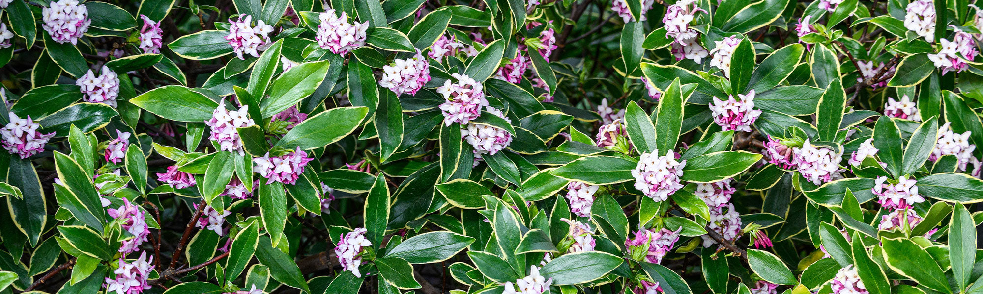 Daphn parfum pour entre et petit jardin | Willemse