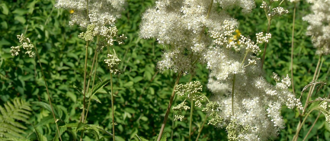 Filipendule occidentale - Filipendula occidentalis