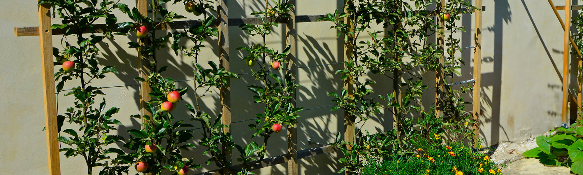 Fruitiers pour petits jardins