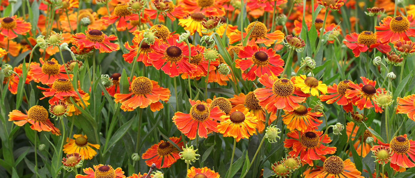 Hélénie laciniée - Helenium laciniatum