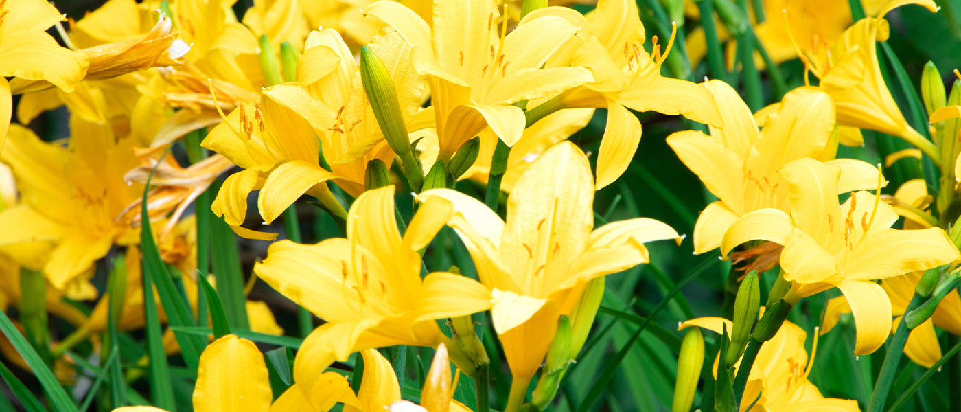 Hémérocalle multiflore - Hemerocallis multiflora