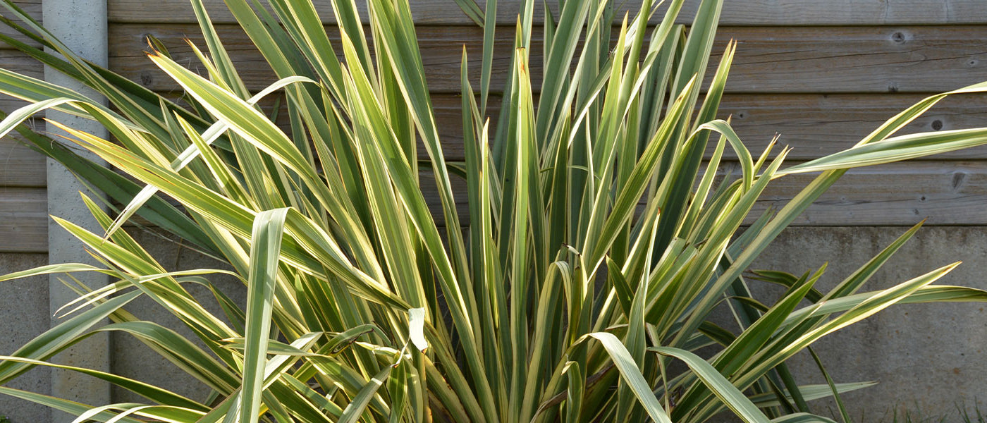 Lin de nouvelle Zélande