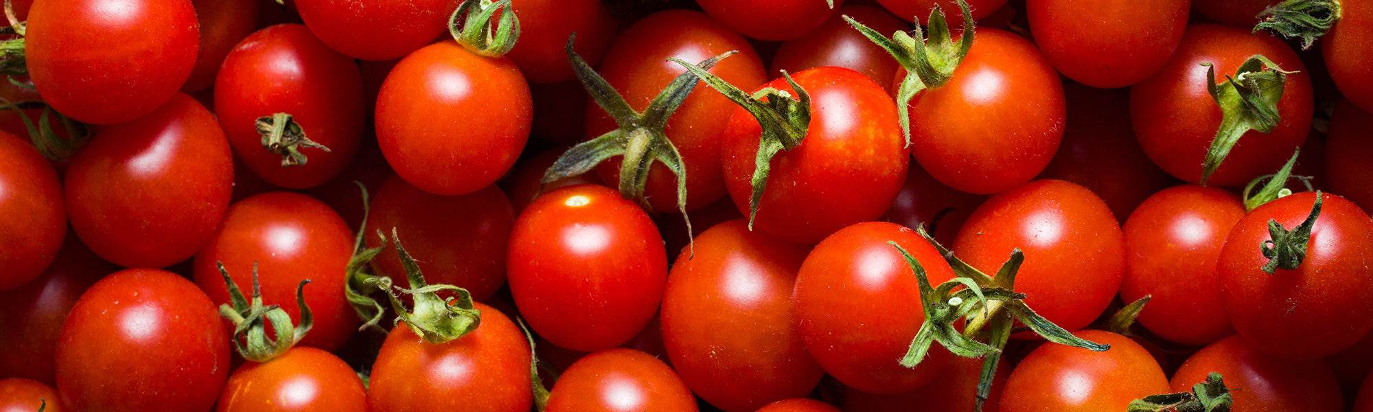 Tomate Cerise Sweet 100 origine France