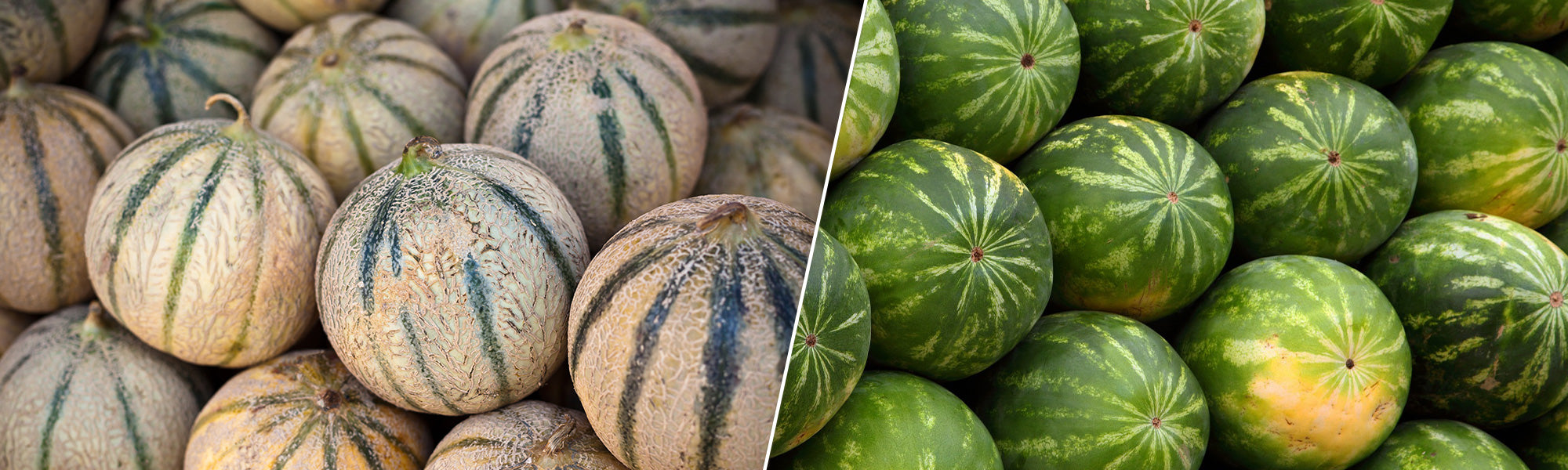 Plants de melons et pastèques